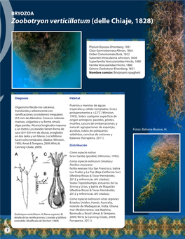 BRYOZOA Zoobotryon Verticillatum (Delle Chiaje, 1828)