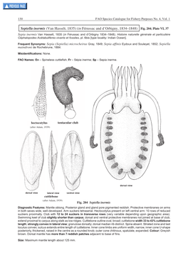 Sepiella Inermis (Van Hasselt, 1835) (In Férussac and D'orbigny, 1834