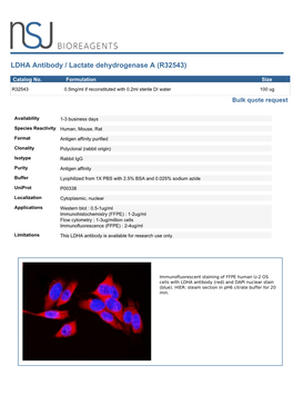 LDHA Antibody / Lactate Dehydrogenase a (R32543)