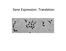 Gene Expression: Translation Reminder