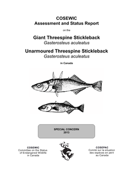 Giant Threespine Stickleback, Charlotte Unarmoured Threespine