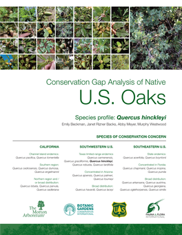 Species Profile: Quercus Hinckleyi