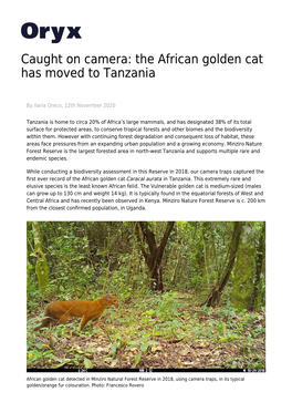 The African Golden Cat Has Moved to Tanzania