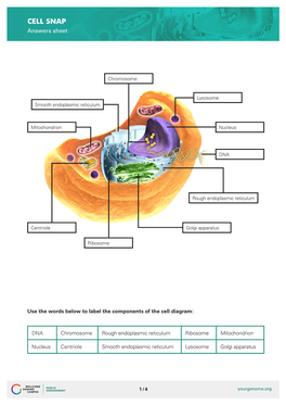 CELL SNAP Answers Sheet