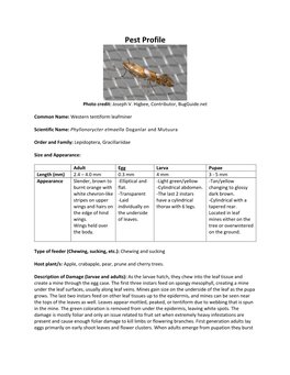 Western Tentiform Leafminer