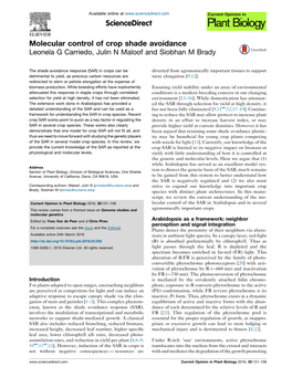 Molecular Control of Crop Shade Avoidance