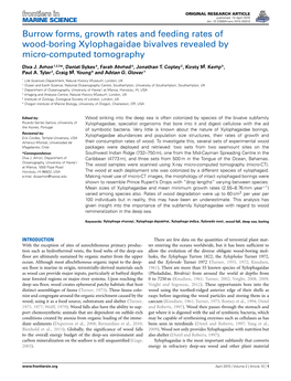 Burrow Forms, Growth Rates and Feeding Rates of Wood-Boring Xylophagaidae Bivalves Revealed by Micro-Computed Tomography