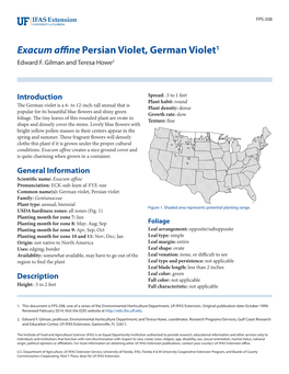 Exacum Affine Persian Violet, German Violet1