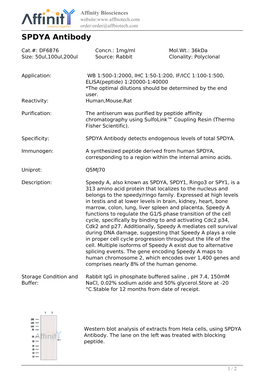 DF6876-SPDYA Antibody