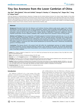 Tiny Sea Anemone from the Lower Cambrian of China
