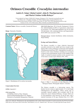 Orinoco Crocodile Crocodylus Intermedius Andrés E