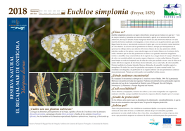 Euchloe Simplonia (Freyer, 1839)