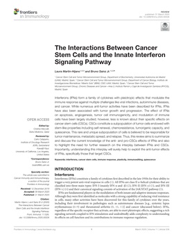 The Interactions Between Cancer Stem Cells and the Innate Interferon Signaling Pathway