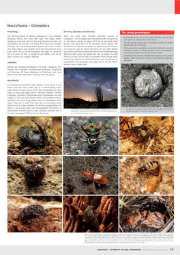 Macrofauna – Coleoptera