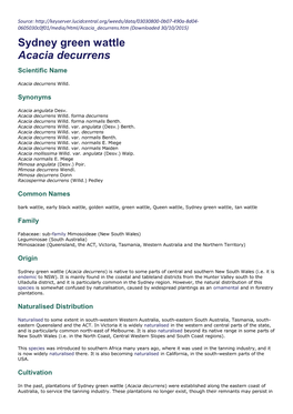 Sydney Green Wattle Acacia Decurrens Scientific Name