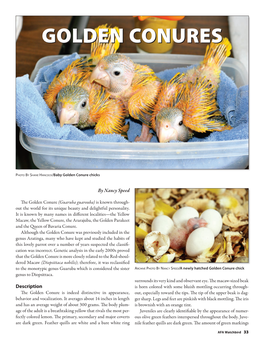 Golden Conures