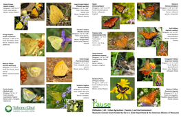 View the Butterfly ID Guide Here