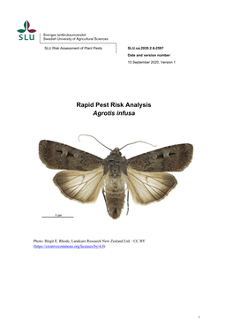 Rapid Pest Risk Analysis Agrotis Infusa