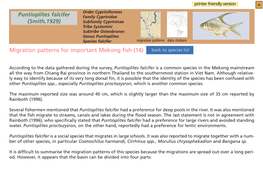 Migration Patterns for Important Mekong Fish (14) Puntioplites Falcifer