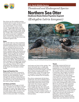 Northern Sea Otter