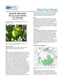 Osage Orange, Maclura Pomifera, Plant Fact Sheet