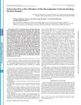 Calexcitin B Is a New Member of the Sarcoplasmic Calcium-Binding Protein Family*