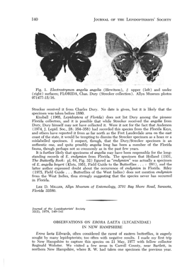 Fig. 1. Electrostrymon Angelia Angelia (Hewitson), & Upper (Left) and Under