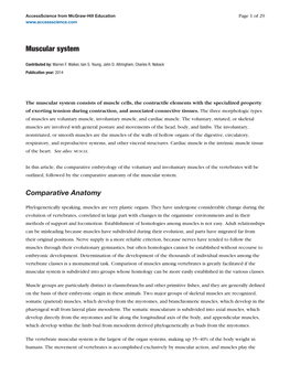 Muscular System