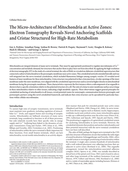 The Micro-Architecture of Mitochondria at Active Zones: Electron Tomography Reveals Novel Anchoring Scaffolds and Cristae Structured for High-Rate Metabolism