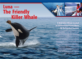 The Killer Whale That Befriended People