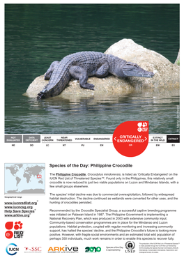 Species of the Day: Philippine Crocodile