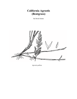 California Agrostis (Bentgrass)