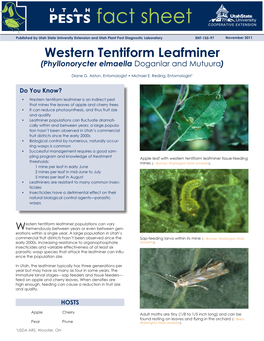 Western Tentiform Leafminer Phyllonorycter Elmaella