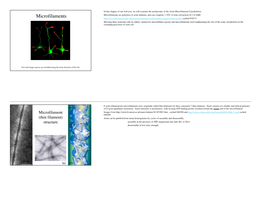 Microfilaments.Pdf