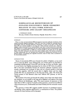 Subpellicular Microtubtjles of Euplotes Eurystomus: Their Geometry Relative to Cell Form, Surface Contours and Ciliary Organelles