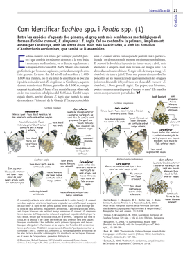 Com Identificar Euchloe Spp. I Pontia Spp. (1) Cynthia Entre Les Espècies D’Aquests Dos Gèneres, El Grup Amb Més Semblances Morfològiques El Formen Euchloe Crameri, E