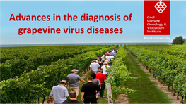 Advances in the Diagnosis of Grapevine Virus Diseases Outline
