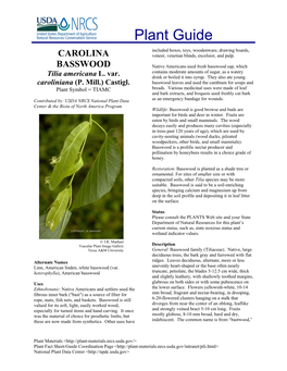 CAROLINA BASSWOOD Tilia Americana