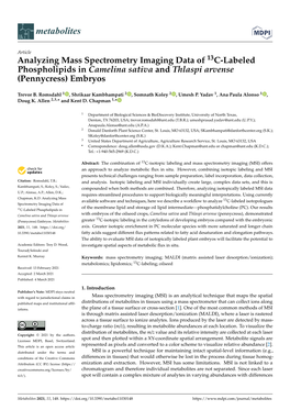 Analyzing Mass Spectrometry Imaging Data of 13C-Labeled Phospholipids in Camelina Sativa and Thlaspi Arvense (Pennycress) Embryos