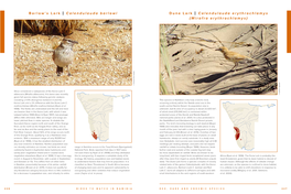 Dune Lark | Calendulauda Erythrochlamys (Mirafra Erythrochlamys) © Eckart Demasius