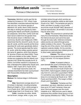 Metridium Senile Class: Anthozoa, Hexacorallia