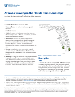 Planting an Avocado Tree, Homeowners Should Scout Their Neighborhood for Propagation Other Home Landscapes with Avocado Trees