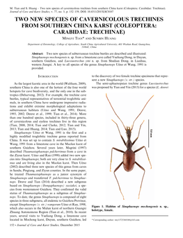 Coleoptera: Carabidae: Trechinae)