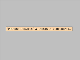 “Protochordates” & Origin of Vertebrates