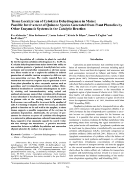 Tissue Localization of Cytokinin Dehydrogenase in Maize