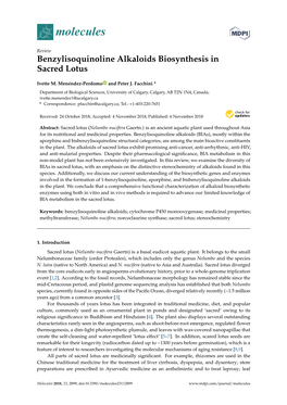 Benzylisoquinoline Alkaloids Biosynthesis in Sacred Lotus