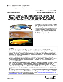 Environmental and Indirect Human Health Risk Assessment of the Glofish® Sunburst Orange® Danio (Danio Rerio): a Transgenic Ornamental Fish