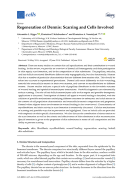 Regeneration of Dermis: Scarring and Cells Involved