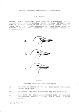 Ilanmer ( 1983 ) Described Four Woodland Kingfishers Halcyon S .'O