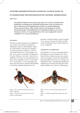 Duistere Heiderouwzwever Exoprosopa Cleomene Duikt Op in Nederlandse Wolzwevercollectie (Diptera: Bombyliidae)